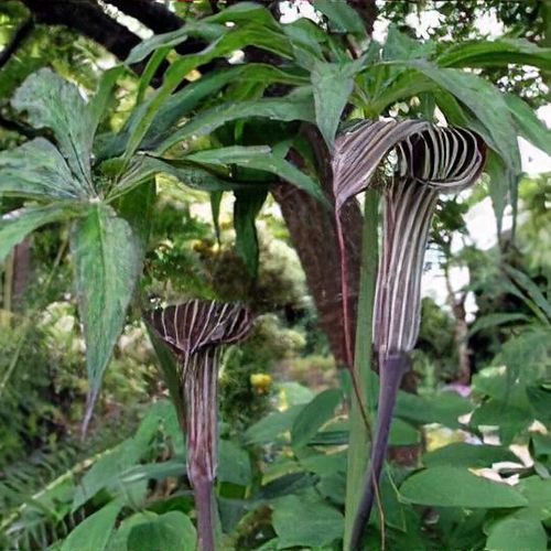 To blomster af Rød Kobralilje (Arisaema consanguineum)
