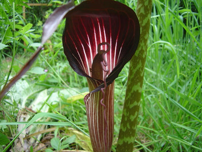 Nærbillede af blomsten hos Kobralilje (Arisaema speciosum) 
