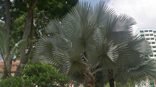 Den elegante og helt fantastiske Bismarck palme (Bismarckia nobilis "Silver") 