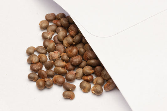 De fine frø af Hårdfør Kapers (Capparis spinosa var. herbacea)