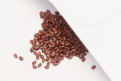 Strandfigen (Carpobrotus acinaciformis) frø i lille hvid papirspose