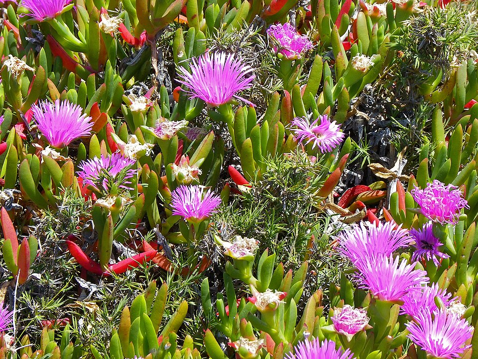 Gruppe af blomstrende Hottentotfigener (Carpobrotus virescens)
