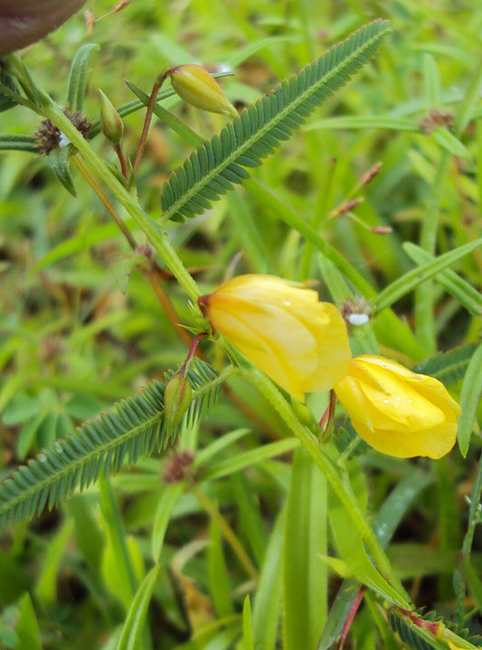 Nærbillede af de gule blomster og fine fjerdelte blade hos Følsom chamaecrista (Chamaecrista mimosoides)
