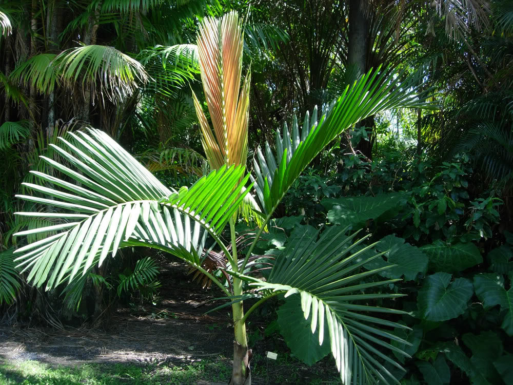 Ung plante af Houailou Rødbladet Palme (Chambeyronia houailouensis)