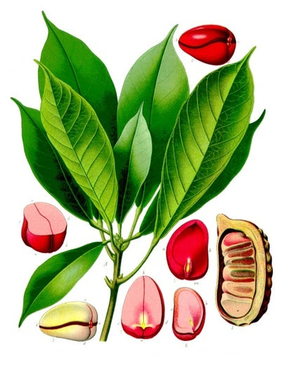 Kolanuss (Cola nitida) | Samen, 1 Stk.
