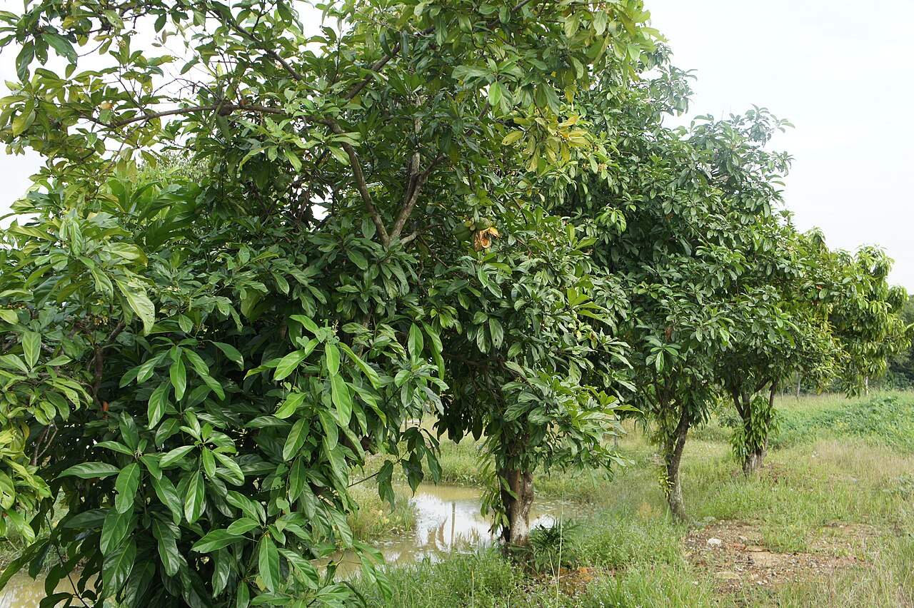 Kolanuss (Cola nitida) | Samen, 1 Stk.