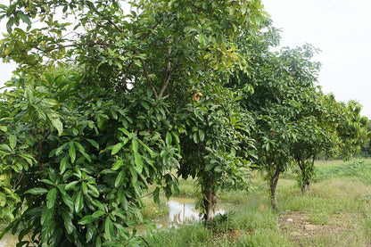 Kolanuss (Cola nitida) | Samen, 1 Stk.