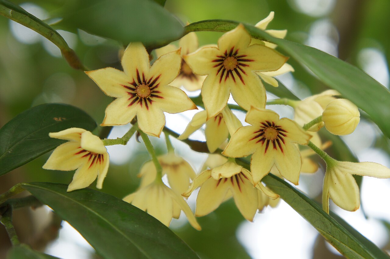 Kolanuss (Cola nitida) | Samen, 1 Stk.