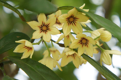 Kolanuss (Cola nitida) | Samen, 1 Stk.