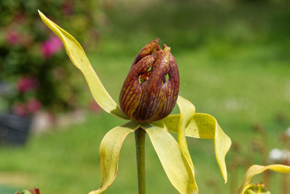 Kobralilje (Darlingtonia californica) blomst