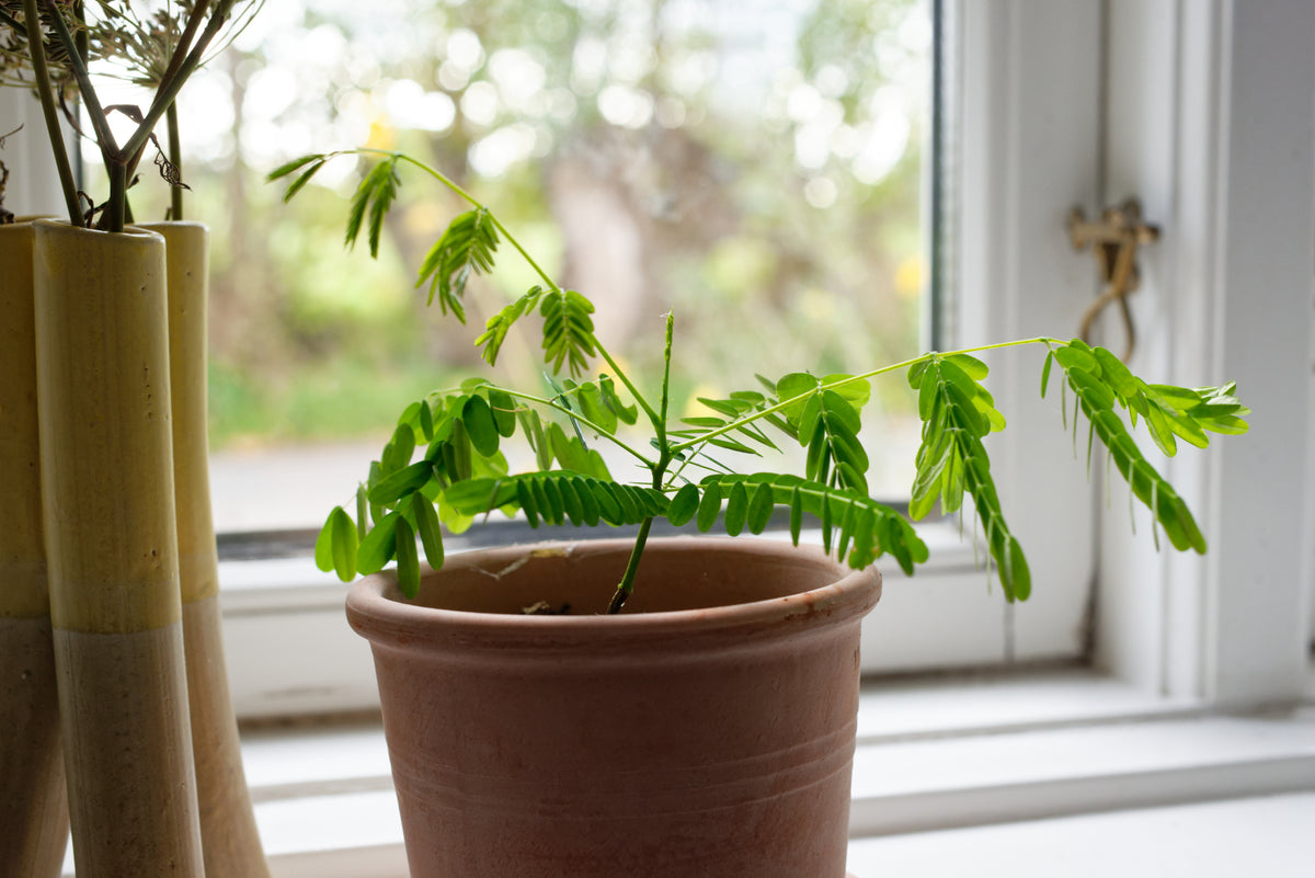 Flammetræ (Delonix regia) frøplante