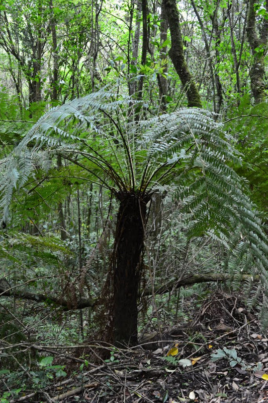 Sydamerikansk træbregne (Dicksonia sellowiana) | frø, ca. 250 stk.