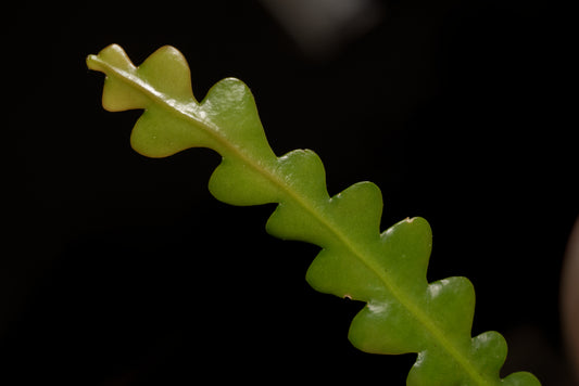 nærbillede af Fiskebenskaktus (Disocactus anguliger)