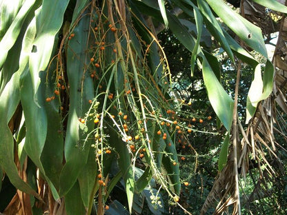 Frugter på Sydafrikansk drageplante (Dracaena aletriformis)