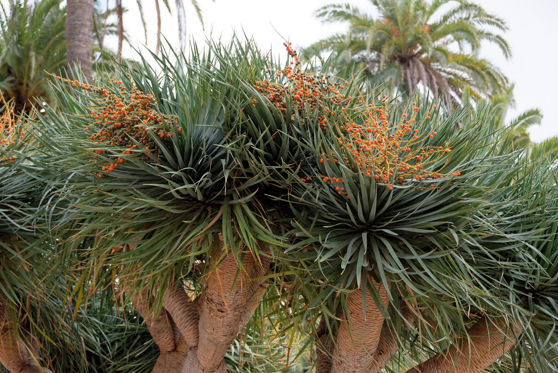 Kanarische Drachenbaum (Dracaena draco)