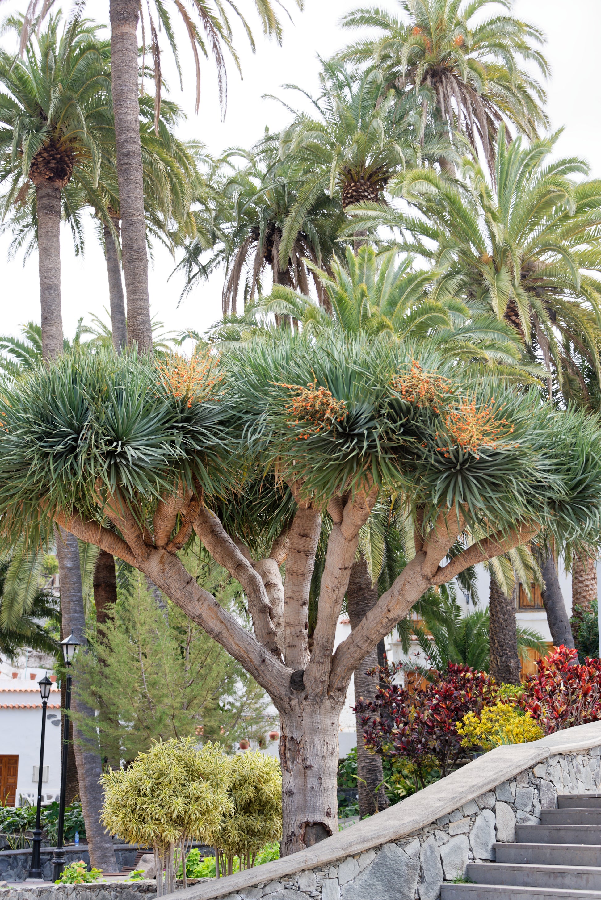 drachenbaum dracaena Kanarische Drachenbaum (Dracaena draco)