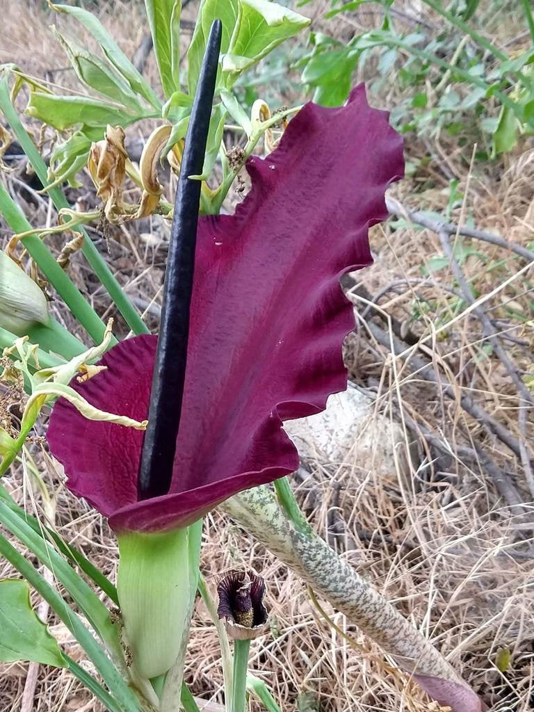 Slangelilje (Dracunculus vulgaris) | planter
