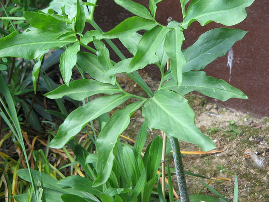 Schlangenlilie (Dracunculus vulgaris) | Pflanzen