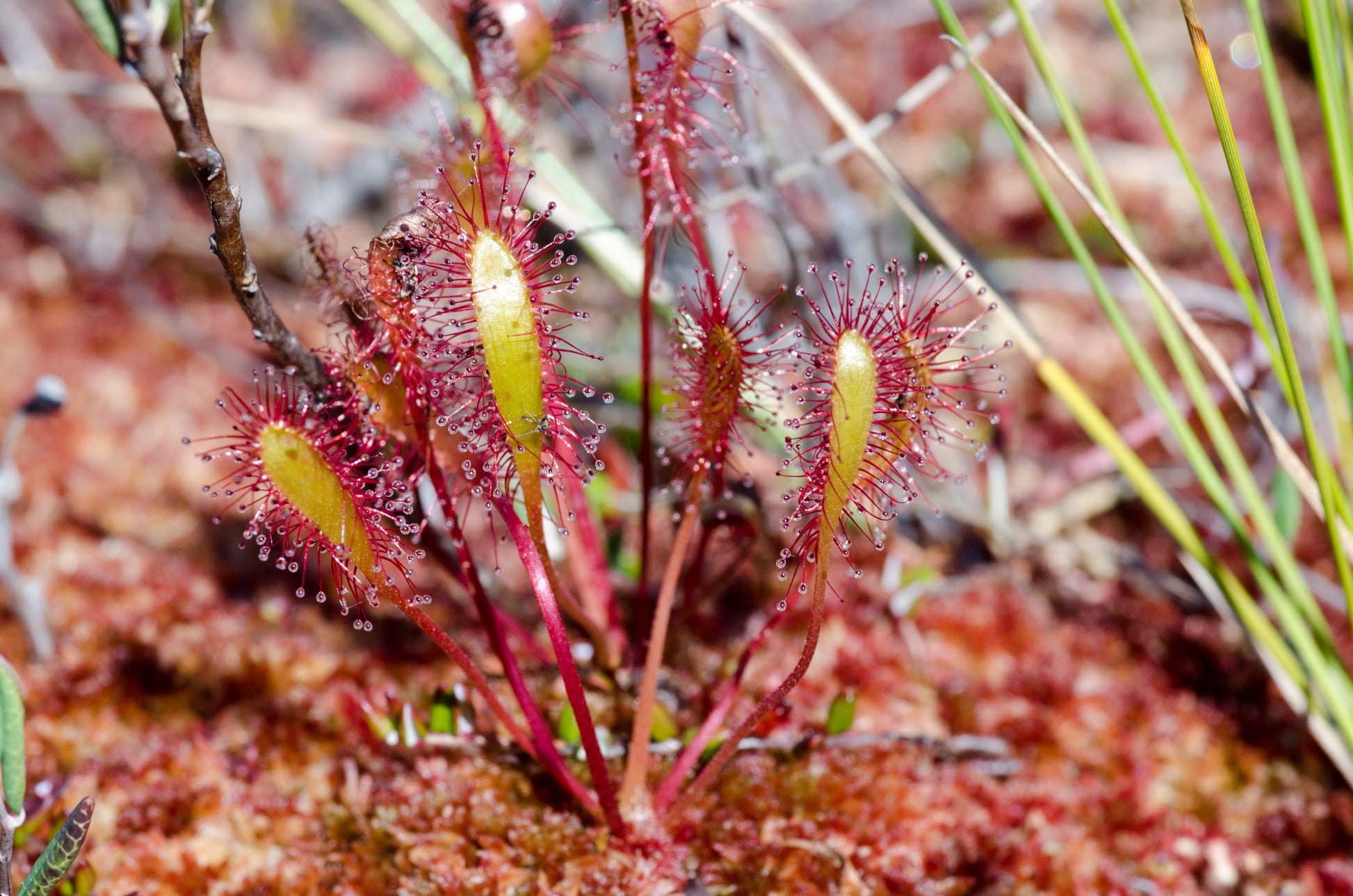 Nærbillede af langbladet Soldug (Drosera anglica)