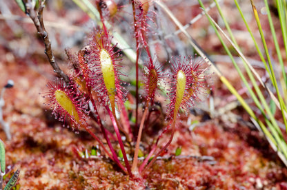 Nærbillede af langbladet Soldug (Drosera anglica)