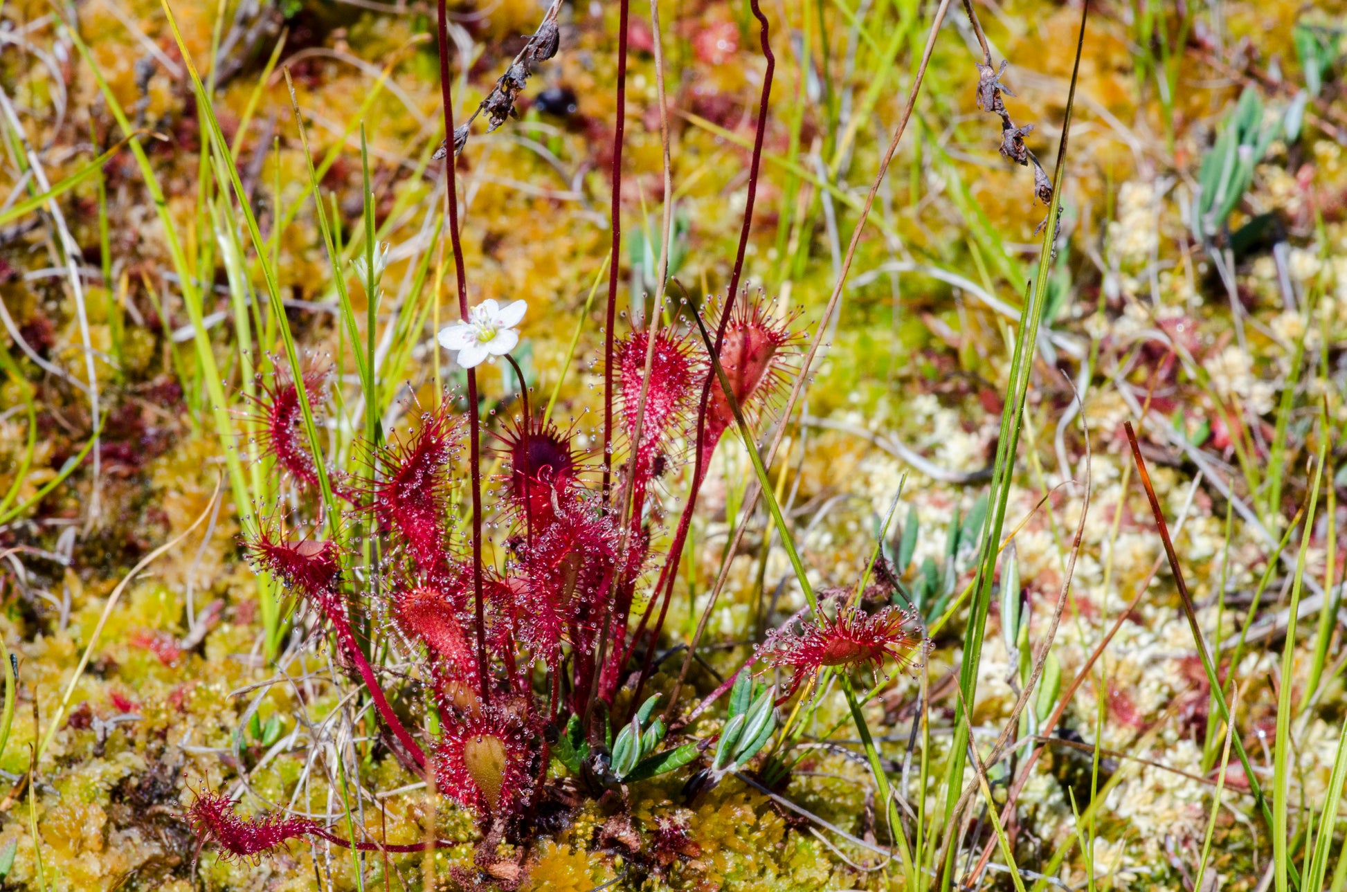 Blomstrende Langbladet Soldug (Drosera anglica) i en mose