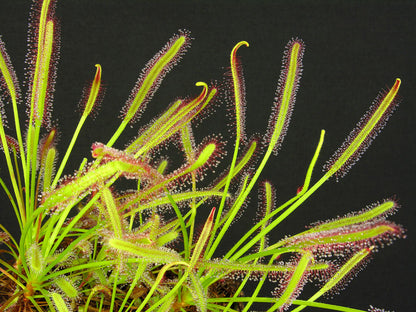 Soldug (Drosera capensis "narrow leaf")