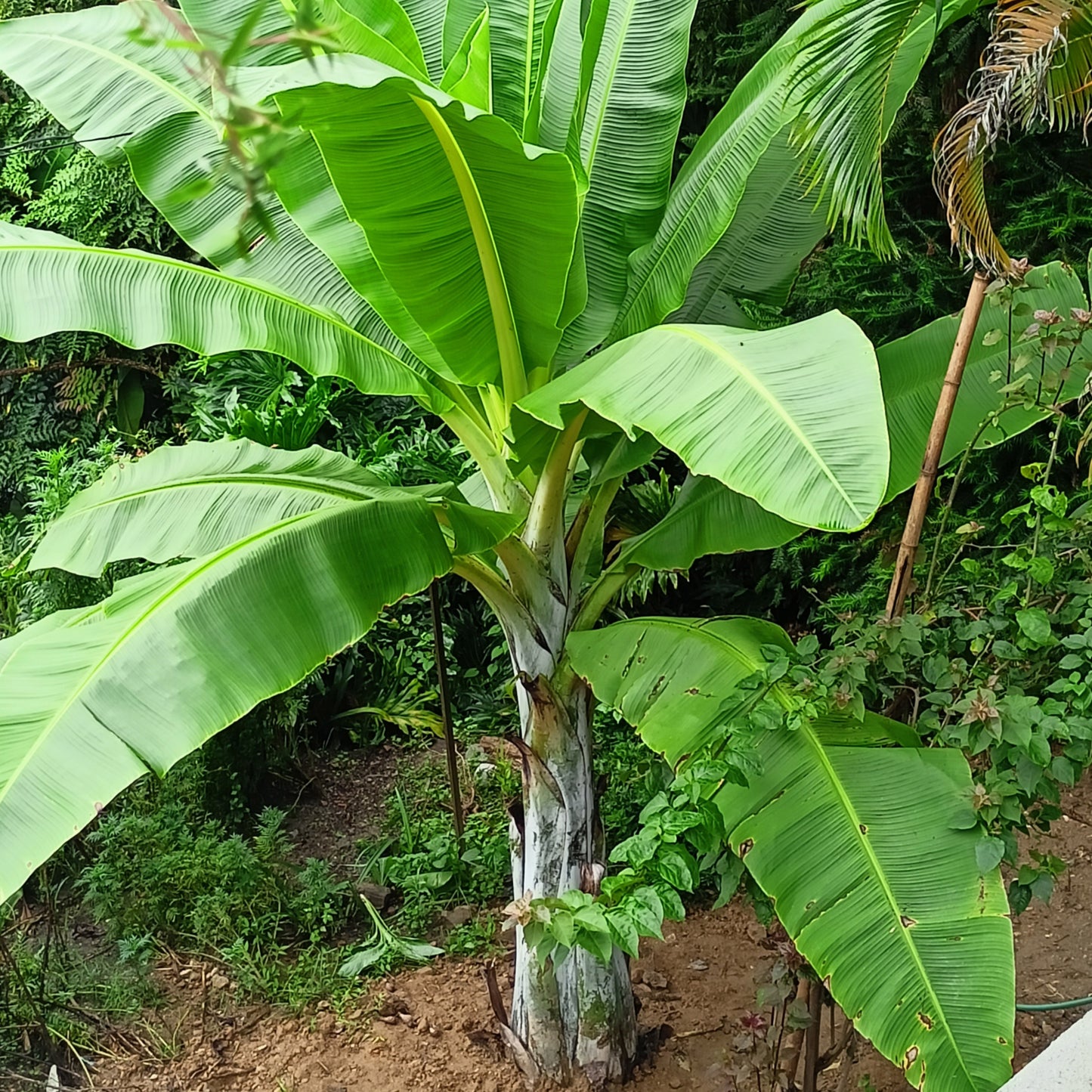 Flot plante af Snebanan (Ensete glaucum), med blålig stamme