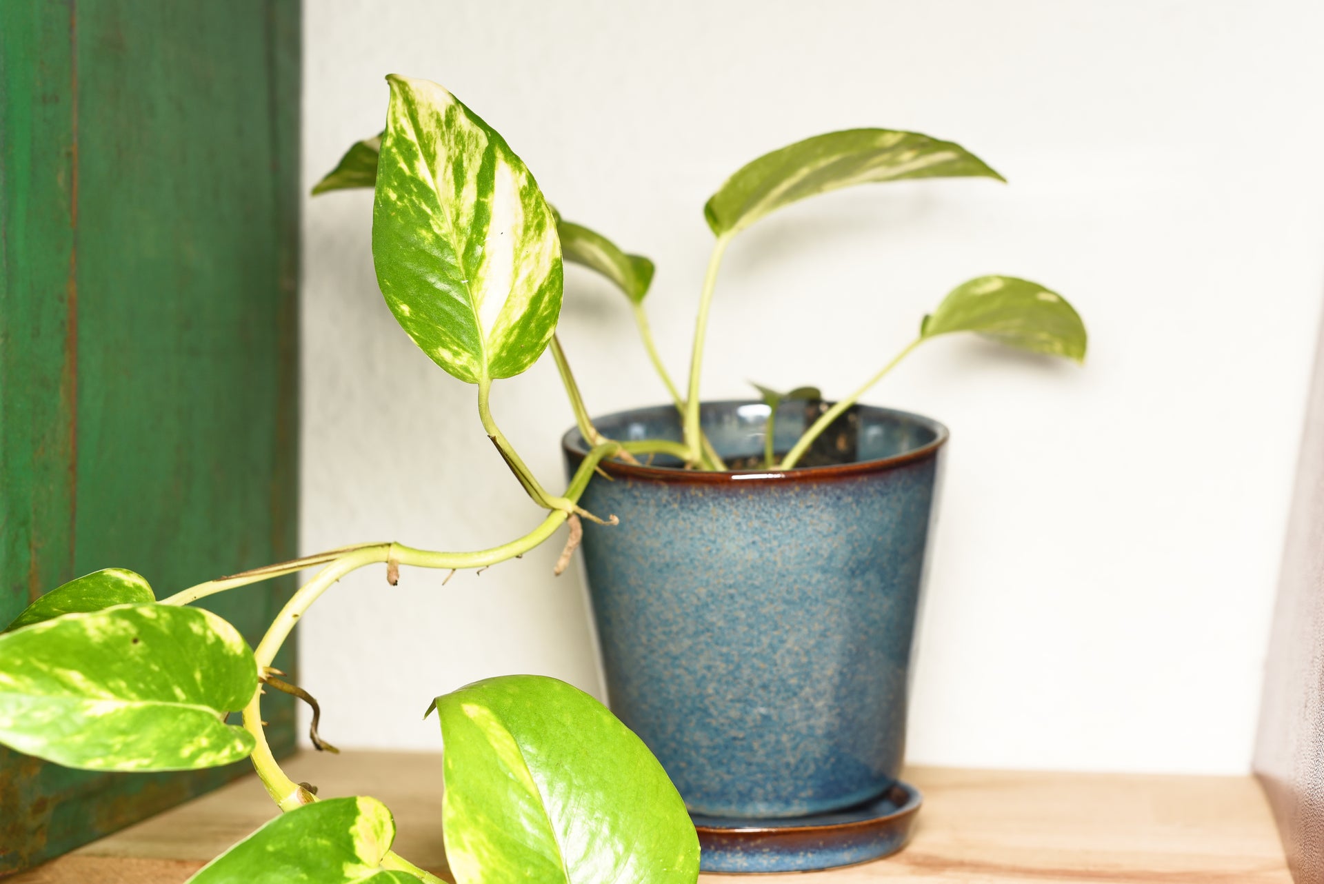 Efeutute (Epipremnum pinnatum) – a Piece of Nature