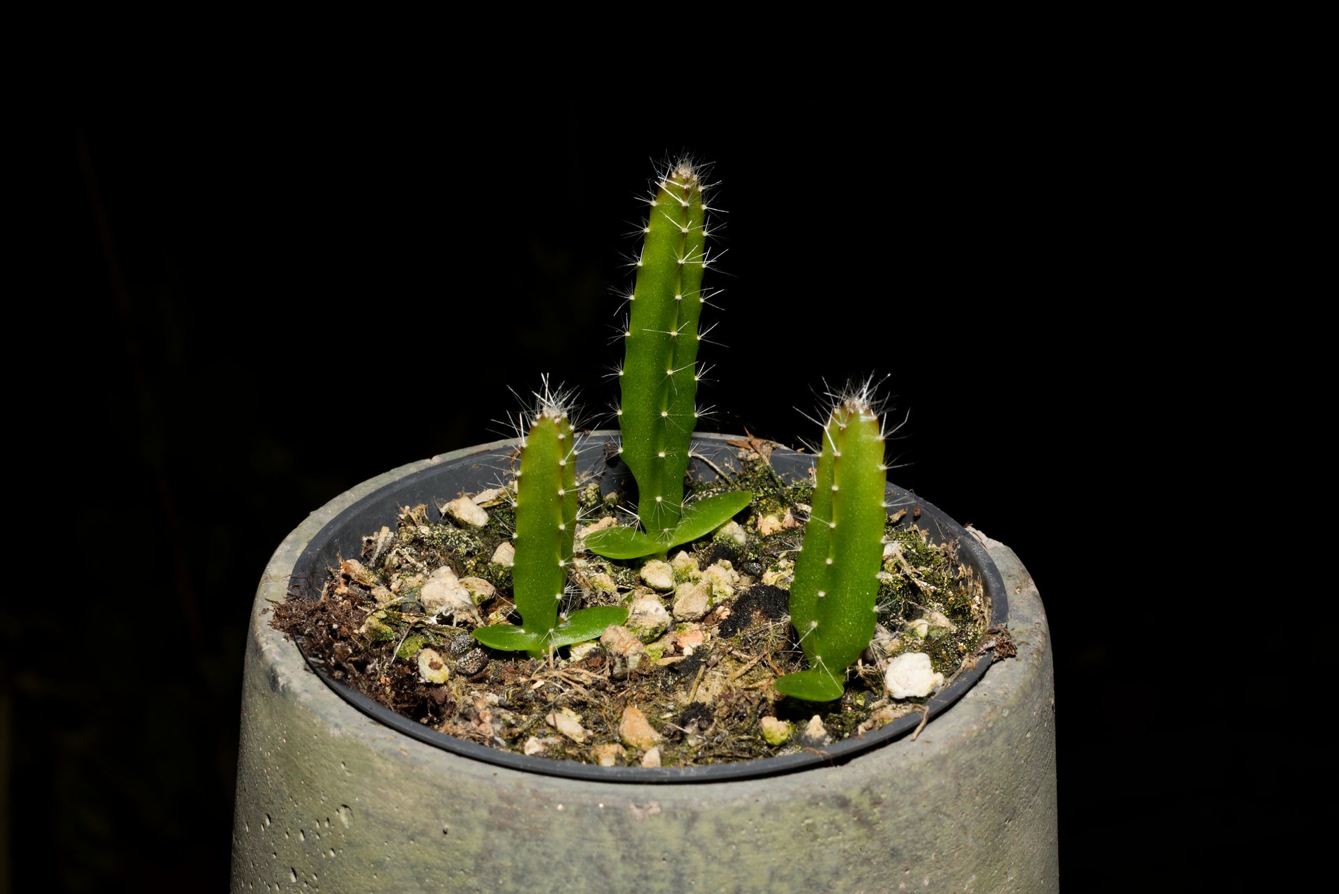 Rote Drachenfrucht (Hylocereus costaricensis)