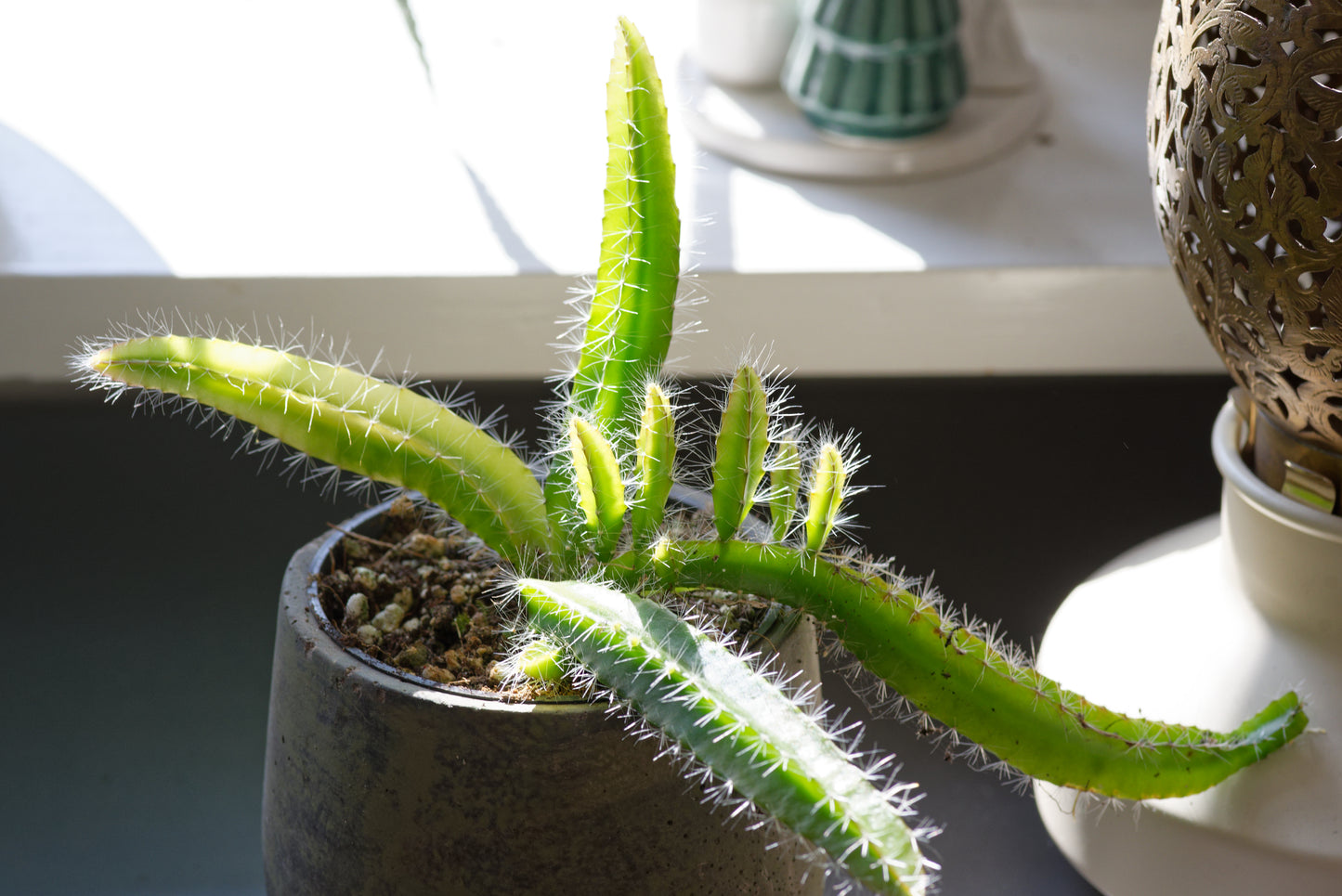 drachen kaktus Rote Drachenfrucht (Hylocereus costaricensis)