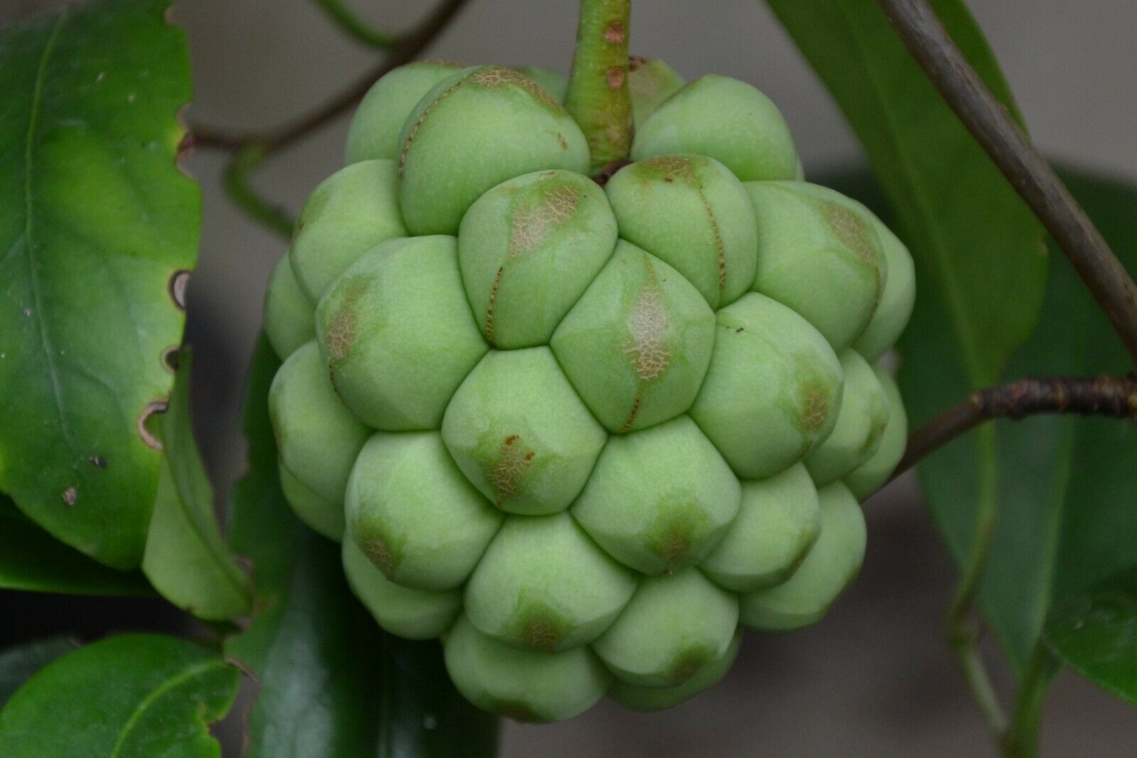 Den flotte og særprægede frugt af Kadsura (Kadsura coccinea "Green")