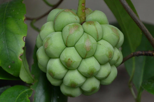 Den flotte og særprægede frugt af Kadsura (Kadsura coccinea "Green")