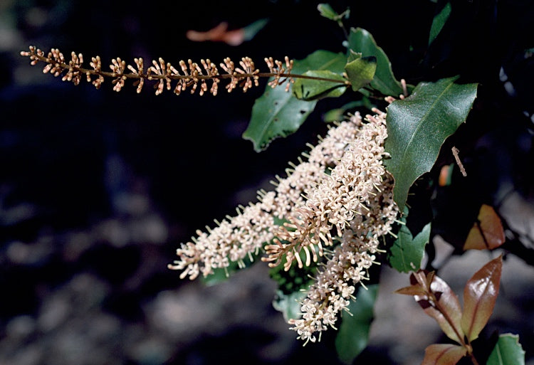 Blomstrende Macadamia nød (Macadamia ternifolia)