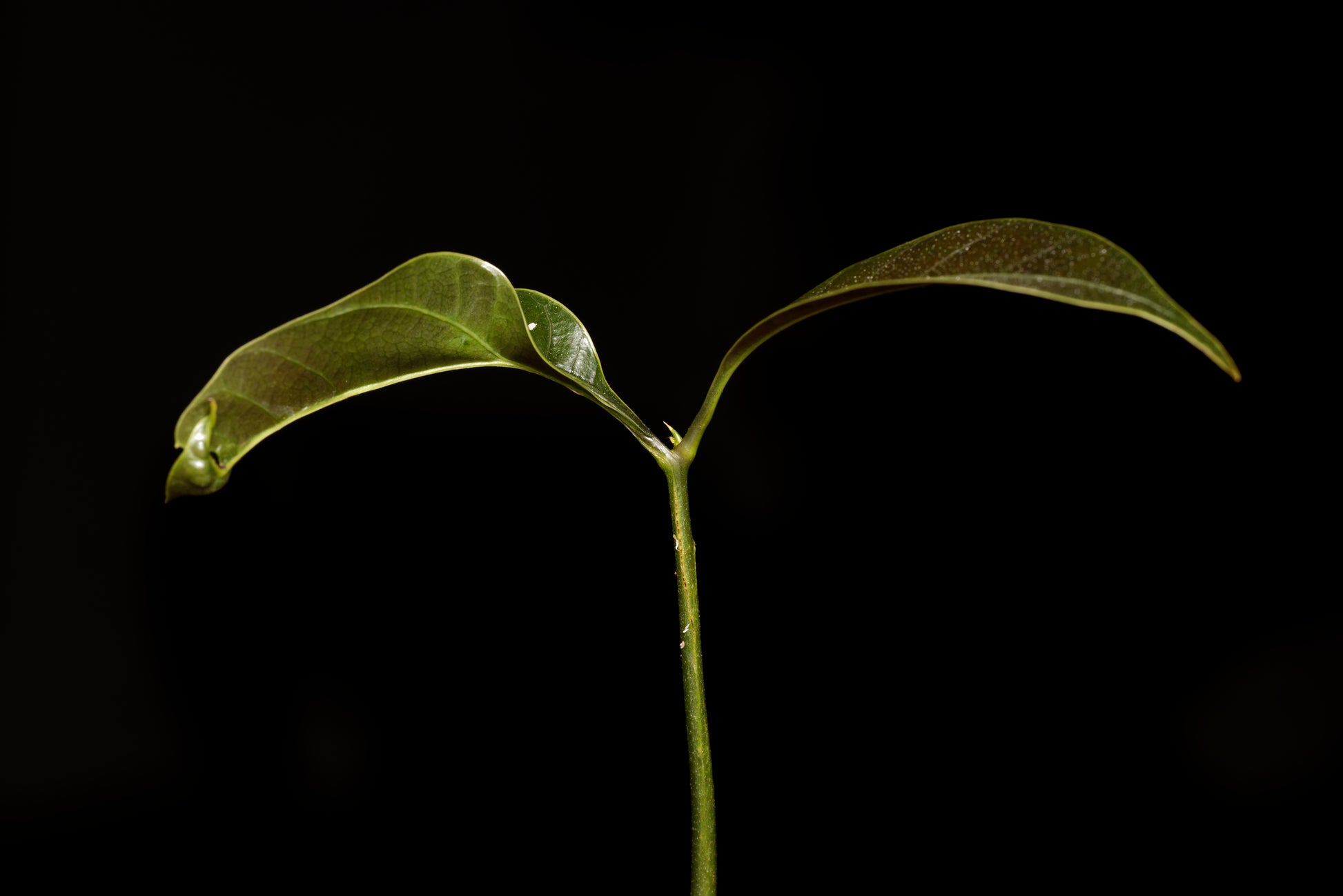 Nærbillede af frøplante af Vild mango (Mangifera griffithii)