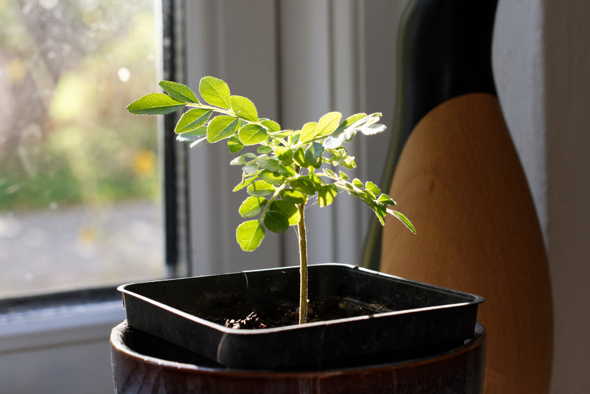 Frøplante af Karrybladstræ (Murraya koenigii)