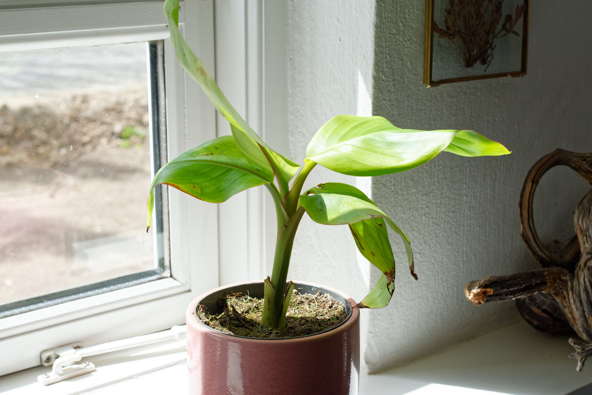 Lille og flot plante af Lyserød dværgbanan (Musa velutina) 