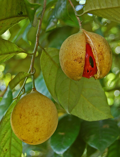 Muskatnussbaum Muskatnussbaum (Myristica fragrans) | Samen – a Piece of Nature