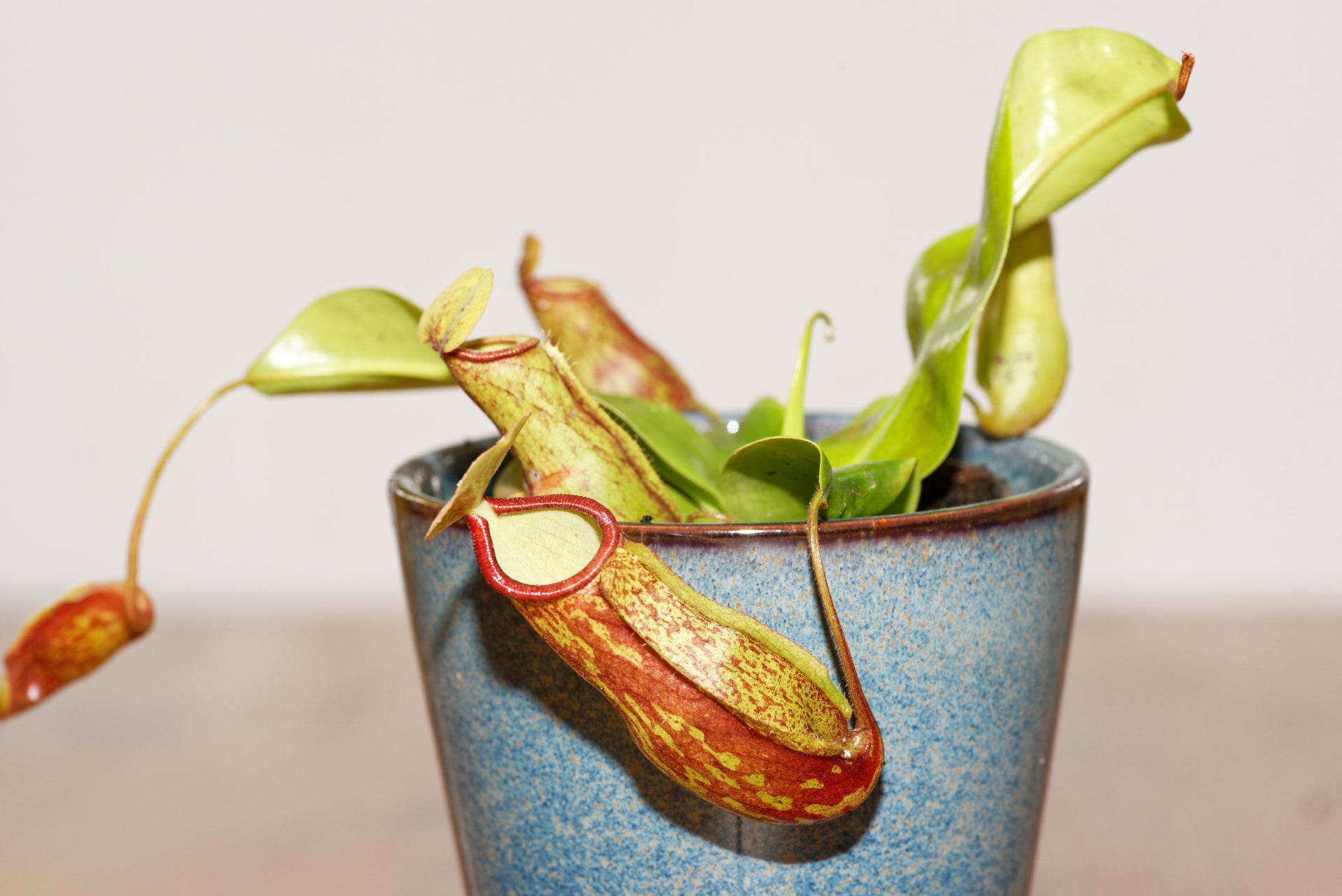 Kannenpflanzen (Nepenthes Gaya)