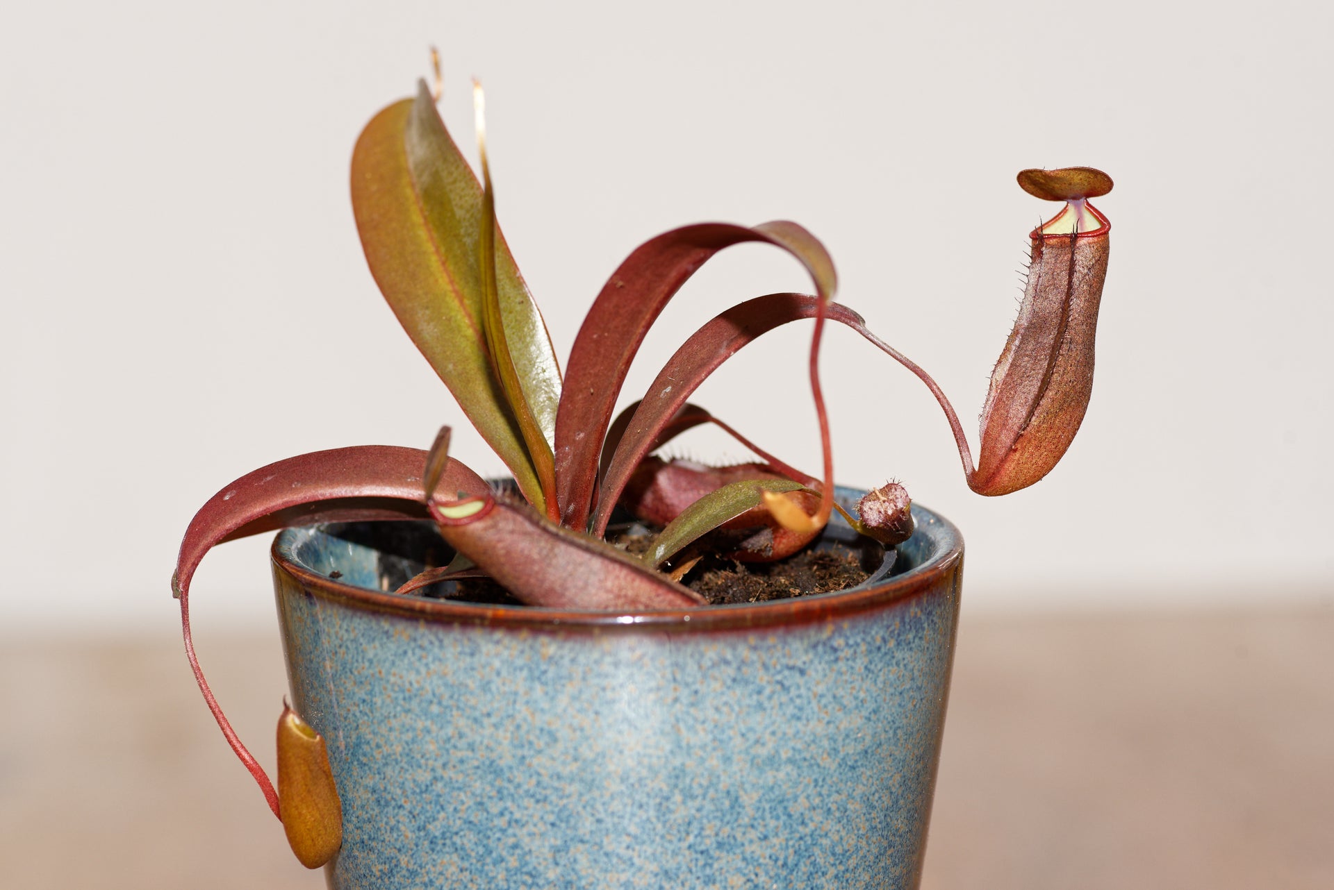 Kannenpflanzen (Nepenthes sanguinea Hybrid) – a Piece of Nature