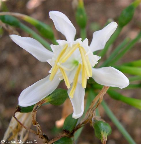 Nærbillede af den hvide blomst hos Kanarisk sølilje (Pancratium canariense)