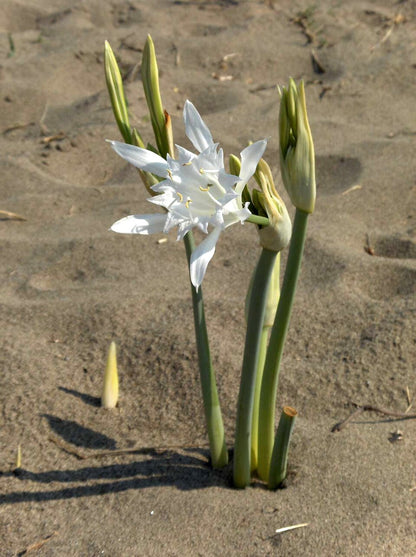 Blomstrende Strandlilje (Pancratium maritimum)