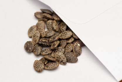 Frø af Lilla passionsfrugt (Passiflora edulis edulis) i en lille hvid papirspose