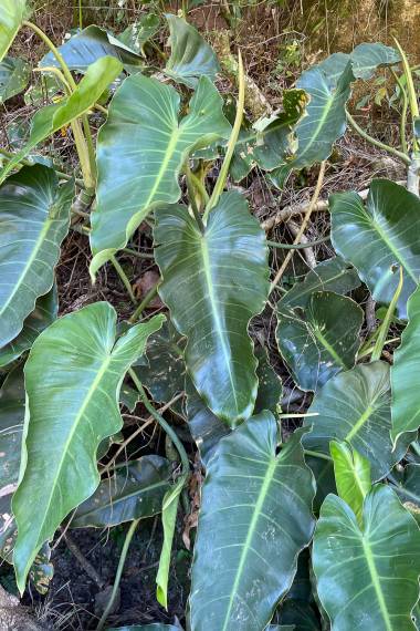 Bladene hos Philodendron (Philodendron brenesii)
