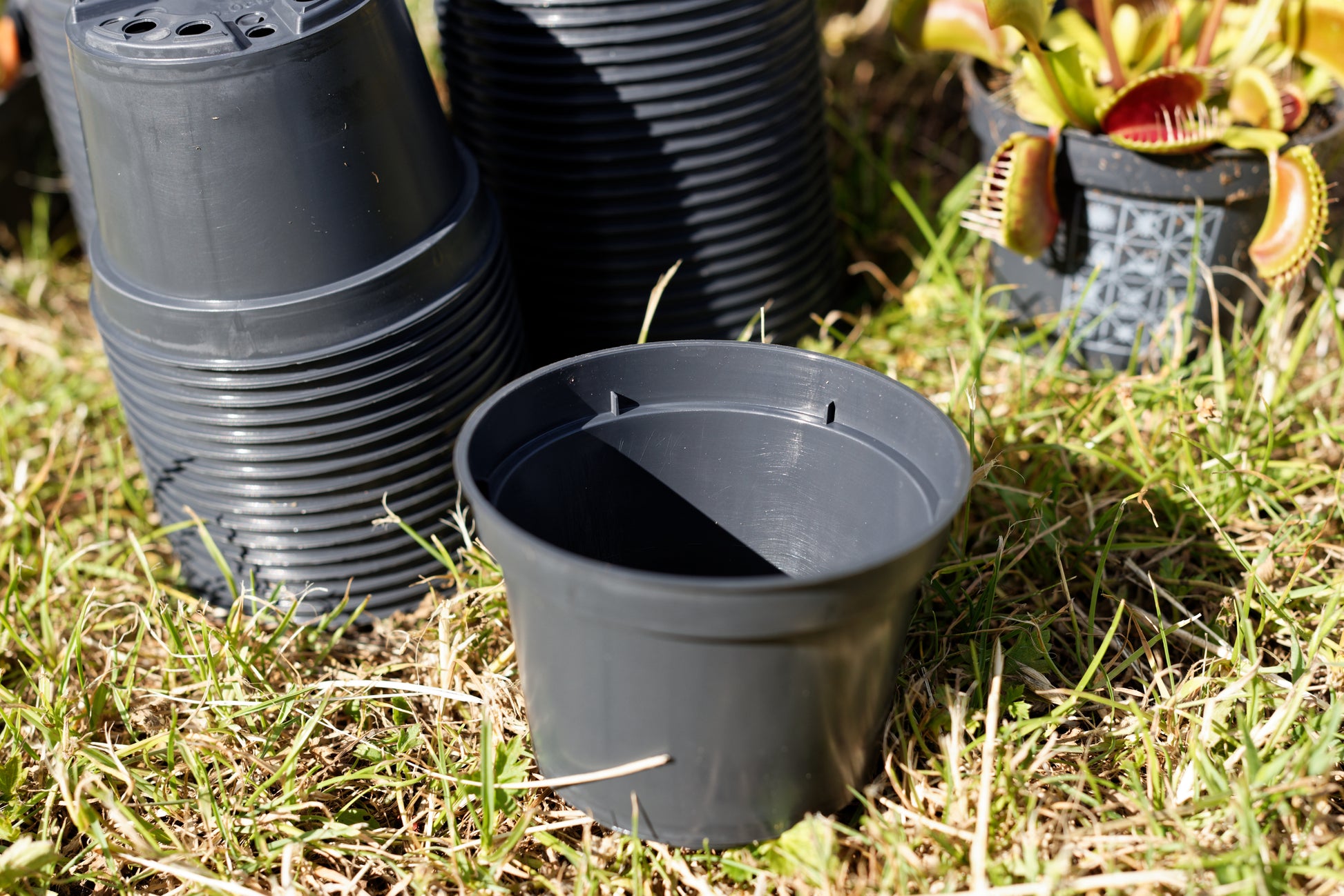 Nærbillede af en enkelt sort plastikpotte på 9 cm i diameter
