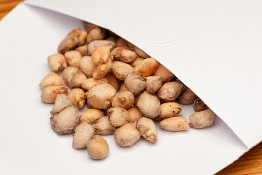 Costa Rica guava (Psidium friedrichsthalianum) frø i en lille hvid papirspose