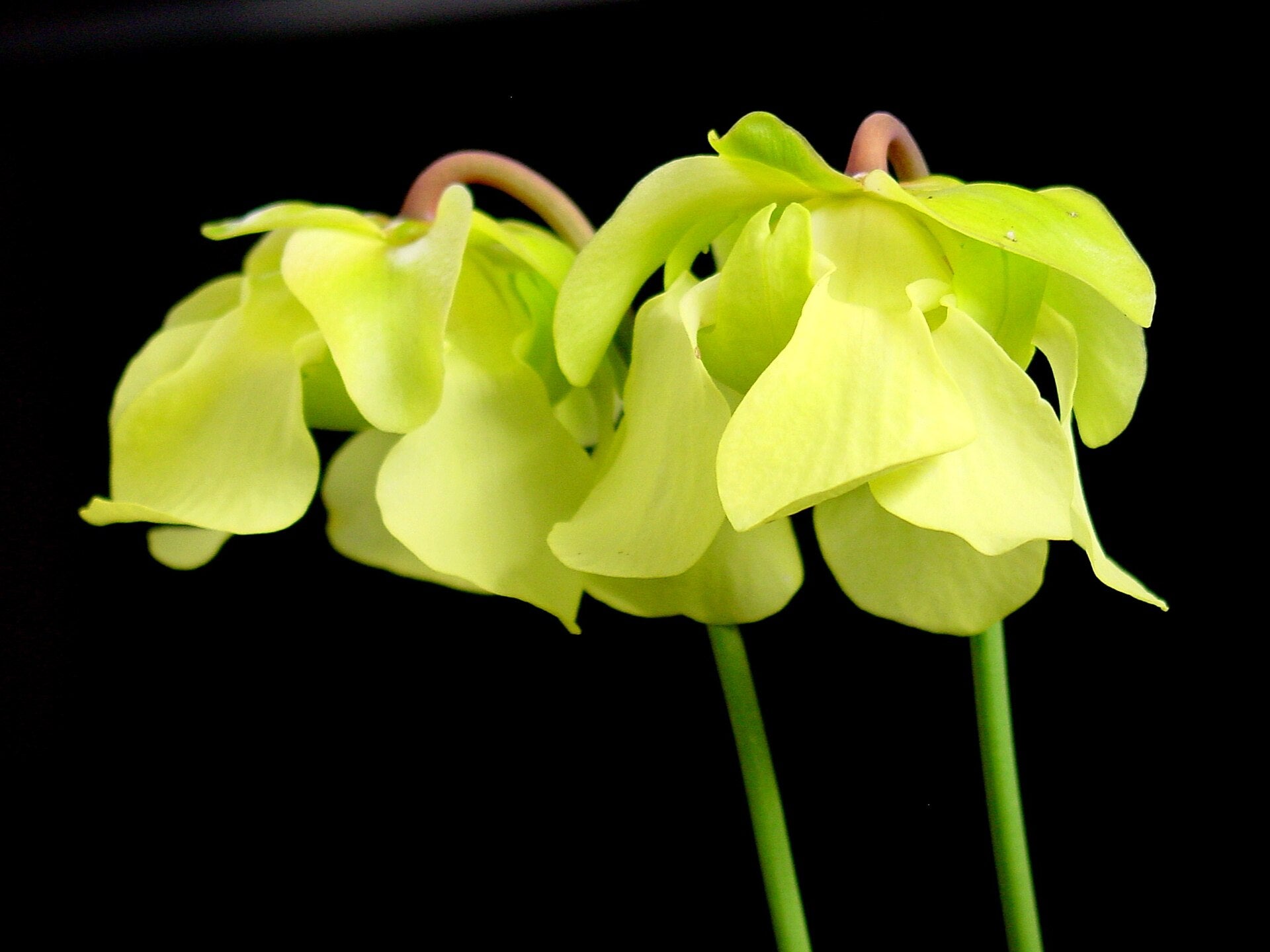 Gul Fluetrompet (Sarracenia alata) blomst