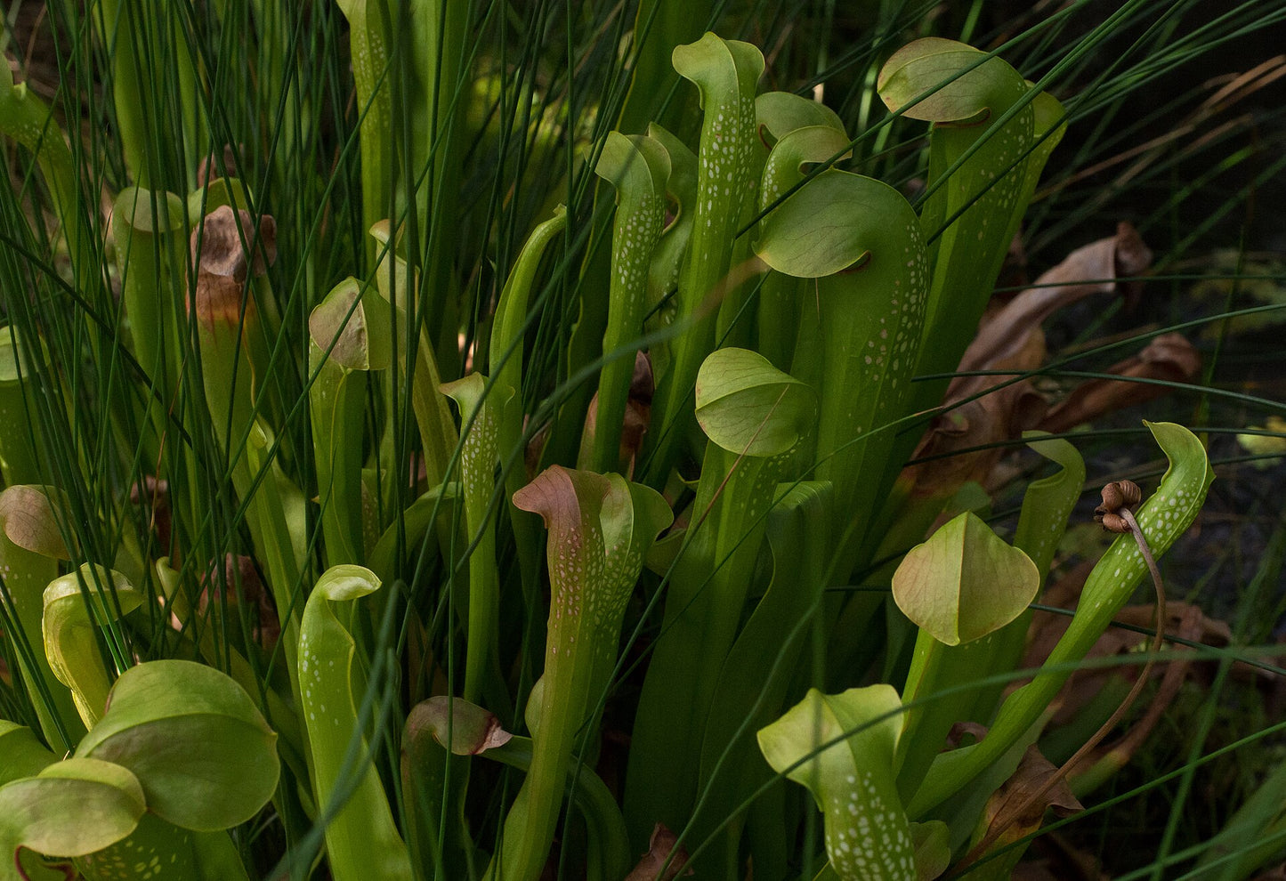 Gruppe af hættet trompetplante (Sarracenia minor)