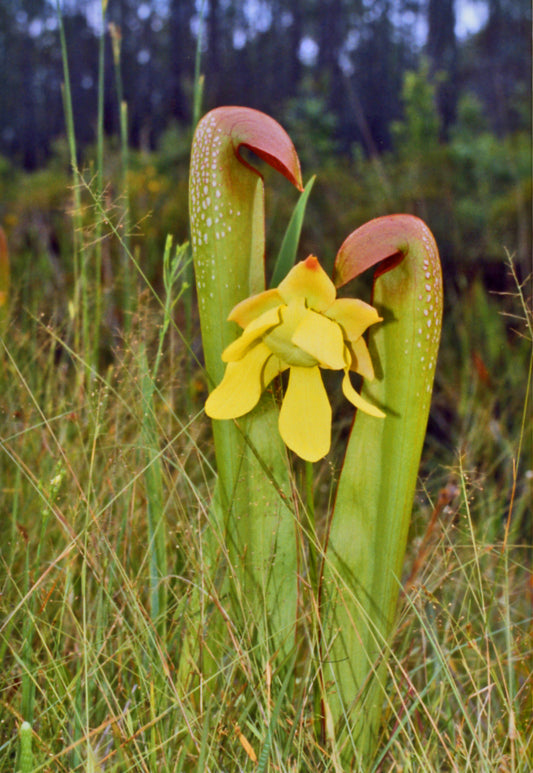 Blomstrende hættet trompetplante (Sarracenia minor)