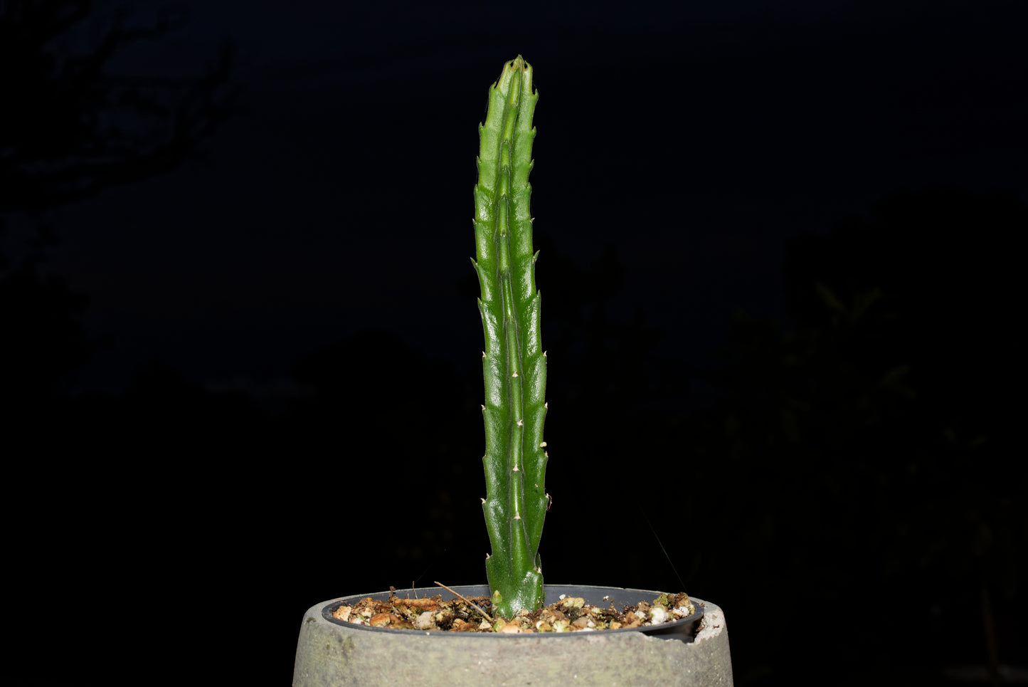 Stikling af Kæmpe ordensstjerne (Stapelia gigantea)