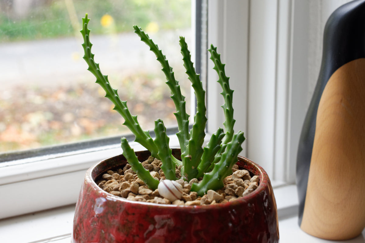 Ordensstjerne (Stapelia variegata) i flot rød potte i en vindueskarm